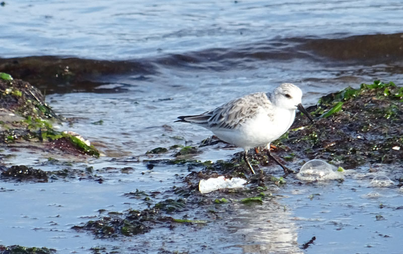 Calidris alba (Piovanello tridattico) - Scolopacidae